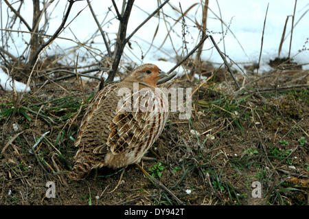 Partridge Perdix perdix gallinacés sauvages oiseaux Galliformes oiseau poulets perdrix oiseaux hiver neige animal animaux Ger Banque D'Images