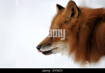 Red fox fox predator canidés crafty Fox Vulpes vulpes renard roux européen fox rouge peau d'hiver manteau d'hiver neige hiver anima animaux