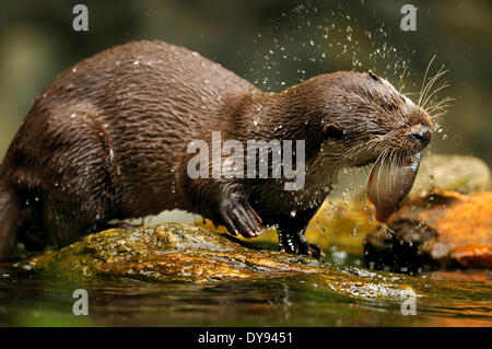Loutre Lutra lutra hairy-nosed otter mustélidés martens canidés prédateurs de poissons prédateurs d'eau loutres loutre martre la pêche en lac, Banque D'Images