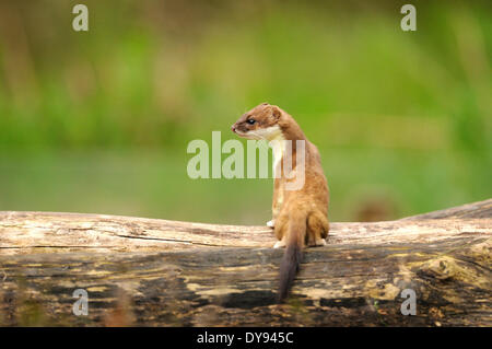 Printemps hermine grand grand weasel courte queue belette Mustela erminea canidés Prédateur animal animaux rapidement martens Allemagne Euro Banque D'Images