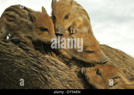 Les Jeunes sangliers sauvages, sow, femme, mars, marcassin, hiver, sangliers, neige, animal, animaux, France, Europe, Banque D'Images