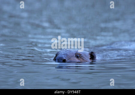 Rongeurs rongeurs Castor Castor fiber castor castor européen Mammifères Rongeurs dommages piscine animal animaux Allemagne Europe, Banque D'Images
