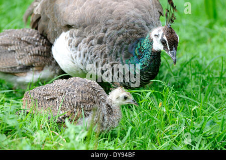 Paon bleu Pavo cristatus gallinacés paons asiatique grand oiseau oiseaux oiseaux d'ornement Peacock's hen jeune ani animaux Banque D'Images