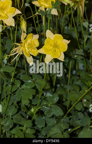 Aquilegia ont été cultivés dans des jardins depuis des siècles, et sont parmi les plus populaires de vivaces. Banque D'Images