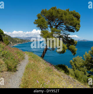 Sentier Chemin du Joncquet paysage méditerranéen eau arbres spring mountains sea La Seyne sur Mer Var France Europe, Banque D'Images