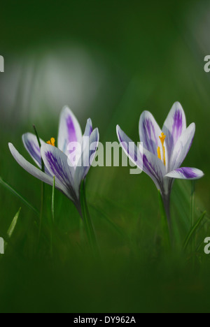 Crocus deux fleurs au début du printemps, UK Banque D'Images