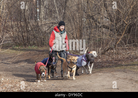 Professional Dog walker à Prospect Park, Brooklyn, New York. Banque D'Images