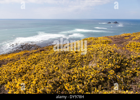 Le South West Coast Path, près de cape Cornwall Cornwall St Just West Country England UK Banque D'Images