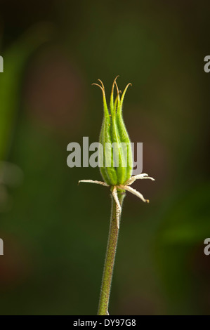 Aquilegia a été cultivée pendant des siècles, et sont parmi les plus populaires de vivaces adaptées à Woodland Gardens. Banque D'Images