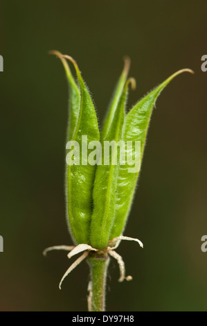 Aquilegia a été cultivée pendant des siècles, et sont parmi les plus populaires de vivaces adaptées à Woodland Gardens. Banque D'Images