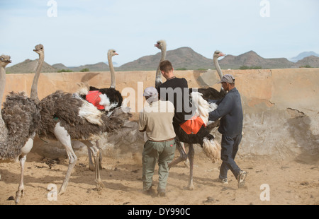 Jeune cheval touristique une autruche dans le Oudtshoorn Afrique du Sud Banque D'Images