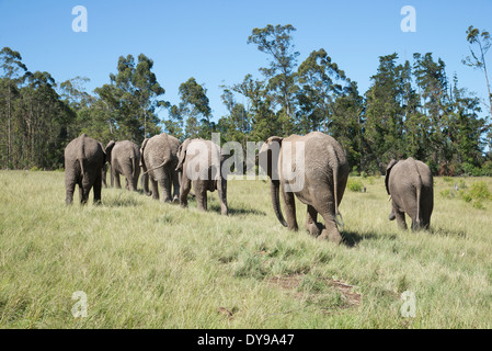 Vue arrière d'un troupeau d'éléphants africains marcher dans le parc. L'Afrique du Sud Banque D'Images