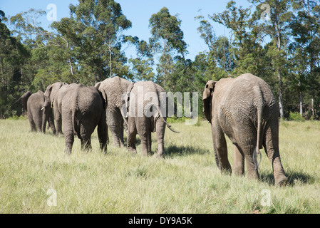 Vue arrière d'un troupeau d'éléphants africains marcher dans le parc. L'Afrique du Sud Banque D'Images