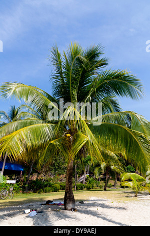 Palmiers sur Ko Chang, Thaïlande Banque D'Images