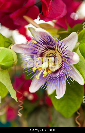 Close-up of a fleur de la passion, Passiflora Banque D'Images