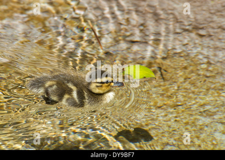 Les canetons, canard, animaux, oiseaux, USA, United States, l'Amérique, de l'eau Banque D'Images