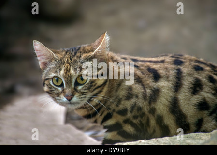 Black-footed cat, felis nigripes, plus petit chat Africain, cat, animal Banque D'Images