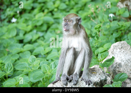 Portrait d'une femme parmi les buissons de singe Banque D'Images