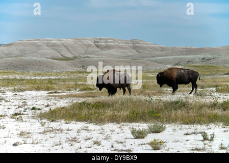 Bison d'Amérique, buffalo, Badlands, parc national, le Dakota du Sud, USA, United States, Amérique, bison, du Banque D'Images