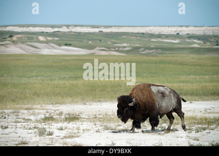 Bison d'Amérique, buffalo, Badlands, parc national, le Dakota du Sud, USA, United States, Amérique, bison, du Banque D'Images