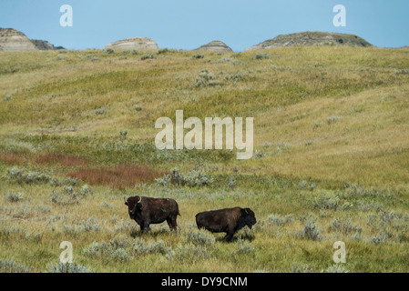 Le bison, buffalo, USA, United States, l'Amérique, l'animal, Theodore Roosevelt National Park, Dakota du Nord Banque D'Images