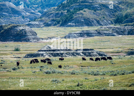 Le bison, buffalo, USA, United States, l'Amérique, l'animal, Theodore Roosevelt National Park, Dakota du Nord Banque D'Images