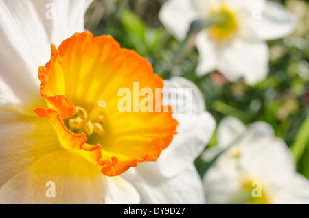 Jonquille Narcissus blanc de printemps bouquet de fleurs jardin avec éclairage orangé sur pétales de corona Banque D'Images