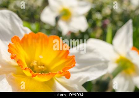 Jonquille Narcissus blanc de printemps bouquet de fleurs jardin avec éclairage orangé sur pétales de corona Banque D'Images
