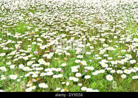 Marguerites dans une pelouse Banque D'Images