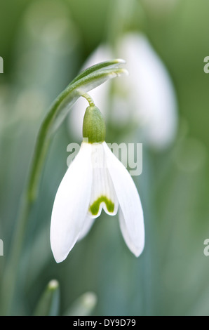 Commune snowdrop Galanthus nivalis ou portrait d'une seule fleur. Banque D'Images