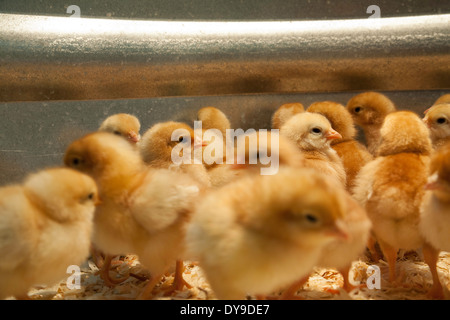 Les poussins sont prêtes pour la vente au magasin de matériel rurale à temps pour Pâques. Banque D'Images