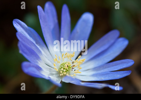 Fading Anemone blanda montrant des fleurs et de l'étamine centrale pistil. Banque D'Images