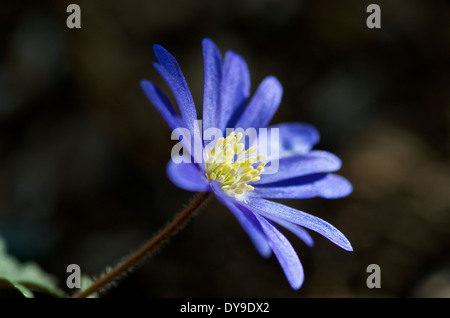 Fleur Anemone blanda éclairée par une faible lumière du soleil du printemps Banque D'Images