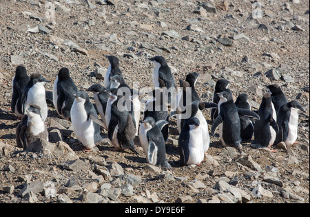 Les manchots Adélie, Pygoscelis adeliae à falaises Garance, Suspiros Bay, à l'extrémité ouest de l'île de Joinville, l'Antarctique. Banque D'Images