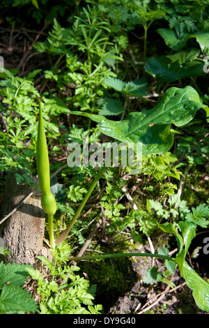 Arum maculatum croissant dans un bois à Surrey en Avril Banque D'Images