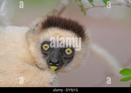 Le propithèque de verreaux (Propithecus verreauxi) se nourrissant sur les coupelles de semences Banque D'Images