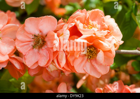 Fleurs du cognassier japonais, Chaenomeles speciosa 'Geisha Girl' Banque D'Images