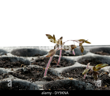 Des semis de tomates de serre en pot Banque D'Images