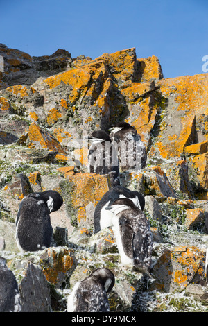 Lichen qui étend sa gamme et de plus en plus courant en raison du changement climatique Banque D'Images