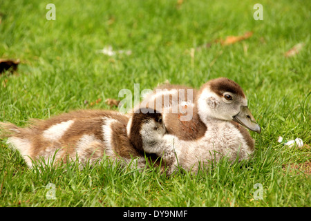 Egyptian goose Chicks Banque D'Images