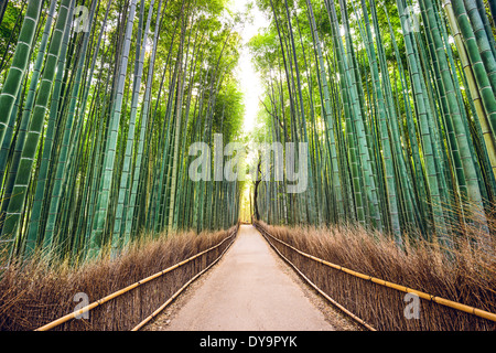 Forêt de bambou de Kyoto, au Japon. Banque D'Images