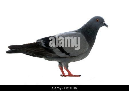 Gros plan du pigeonnier isolé sur fond blanc Banque D'Images