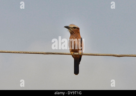 Le rouleau sacré (Coracias naevius), le Parc National de Mago, en Ethiopie Banque D'Images