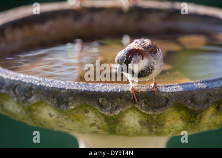 Moineau domestique mâle sur un birdbath Banque D'Images