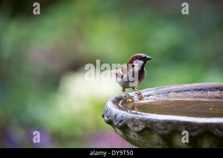 Moineau domestique mâle sur un birdbath Banque D'Images