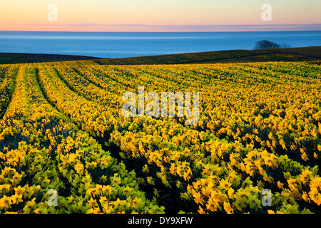 Champs de jonquilles du début du printemps à Kinneff, Aberdeenshire, Royaume-Uni. Avril 2014. Météo Royaume-Uni. Le froid et le froid commencent la journée sur la côte est de l'Écosse. Vue depuis une ferme familiale cultivable de bulbes de jonquilles. Angus et Aberdeen ont plus de 1,300 acres de jonquilles et sont l'un des principaux exportateurs de bulbes de jonquilles dans le monde. Rien ne vous prépare pour votre premier aperçu des immenses champs de jonquilles de Logie, au sud de Montrose. Les fleurs jaunes, blanches et crémeuses se mélangent avec le vert des fleurs encore en bouton, créant un contraste vibrant avec les bruns doux de la campagne environnante d'avril britannique. Banque D'Images