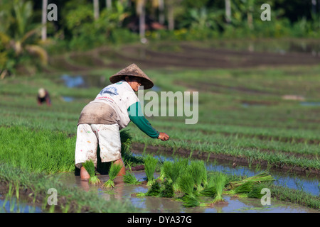 Femme Le repiquage du riz sur le champ de riz dans la région de Antosari et Belimbing (probablement plus près de Antosari), Bali, Indonésie Banque D'Images