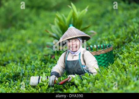 Sourit récolte le thé (Camellia sinensis) sur la plantation de thé près de Ciwidey, Java ouest, Indonésie Banque D'Images