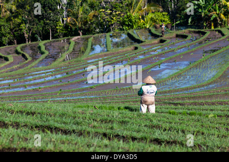 Des gens qui travaillent sur les champs de riz dans la région de Antosari et Belimbing (probablement plus près de Antosari), Tabanan Regency, Bali, Indonésie Banque D'Images