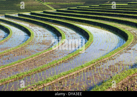 Champ de riz dans la région de Antosari et Belimbing (probablement plus près de Antosari), Bali, Indonésie Banque D'Images